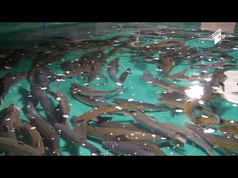 ვიდეო: თევზის სახეები და მათი ჰაბიტატი