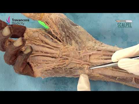 Video: Flexin Retinaculum Anatomi, Fungsi & Diagram Kaki - Peta Tubuh