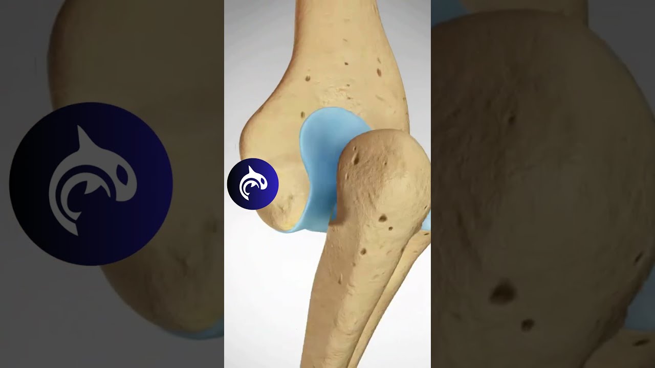Elbow Dislocation And Reduction In Action See How It Happens