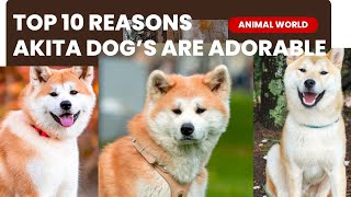 Top 10 Reasons Why Akita Dogs are Absolutely Adorable!