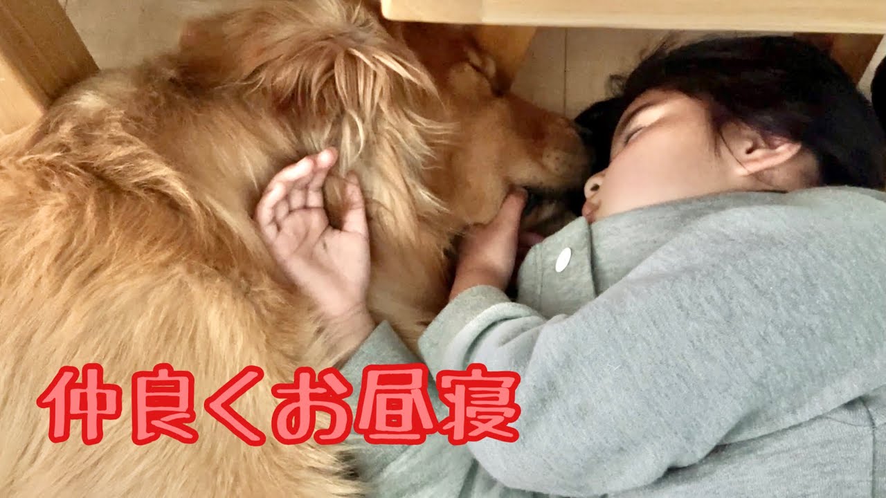 大型犬と娘 仲良しな2人は寝る時も一緒 ゴールデンレトリバーのクッキーとミニチュアダックスフンドの子犬ショコラとの幸せな日常 Youtube