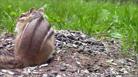 Audio Visual Catnip- June of 2016