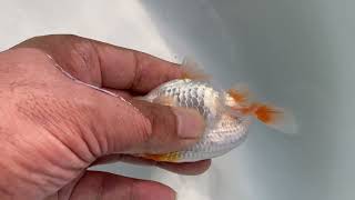 IMG 27351
