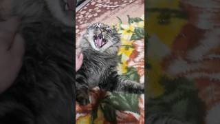 чё вот ты злишся😾#кот #котики #cat #shortcats #shots #shortcatsvideos #shortvideo