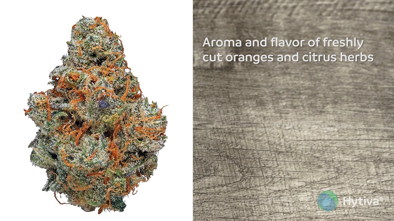 Strain Review: Agent Orange