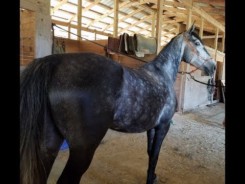 silver-outlined-gentle-and-fun-tennessee-walking-horse-for-sale