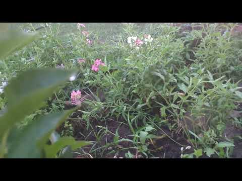 white-lined sphinx moths flying among flowers