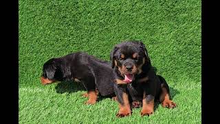 show quality Rottweiler puppy #animals #animals #cute #puppy #doglover #petlover 9204442742