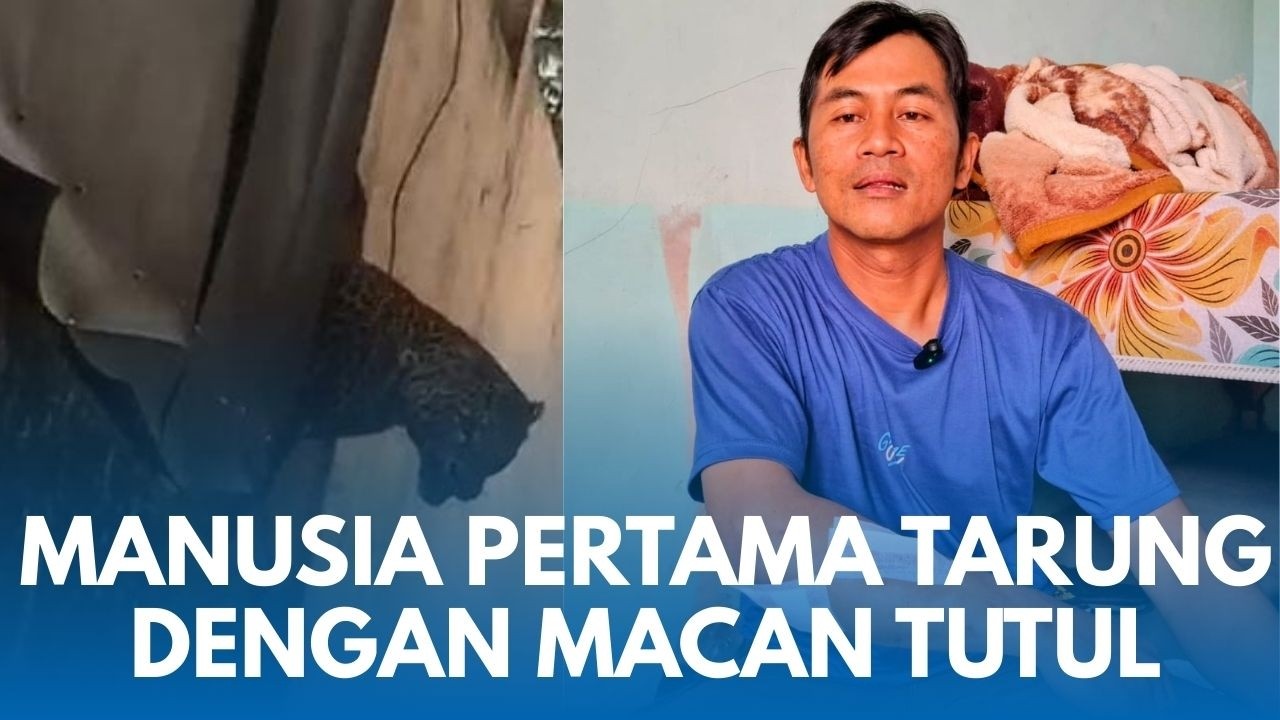 CERITA 4 Menit UJANG ANIS Tarung dengan Macan Tutul di Bandung: Nyakar Biasa Aja, Ngilu saat Digigit