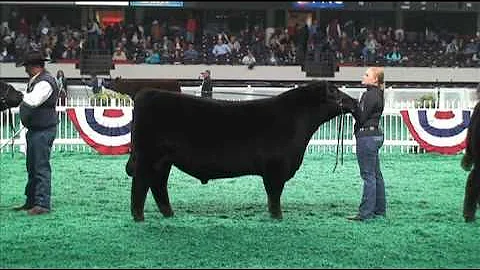 NAILE Angus Bull Show 2010