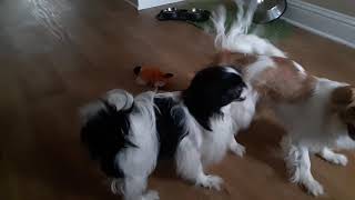 Japanese Chin tussle by Teg'dirb 15 views 4 years ago 46 seconds