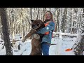 Montana Mountain Lion Hunting with Hounds.