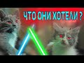 ЧТО ДЕЛИЛИ КОТИКИ ?