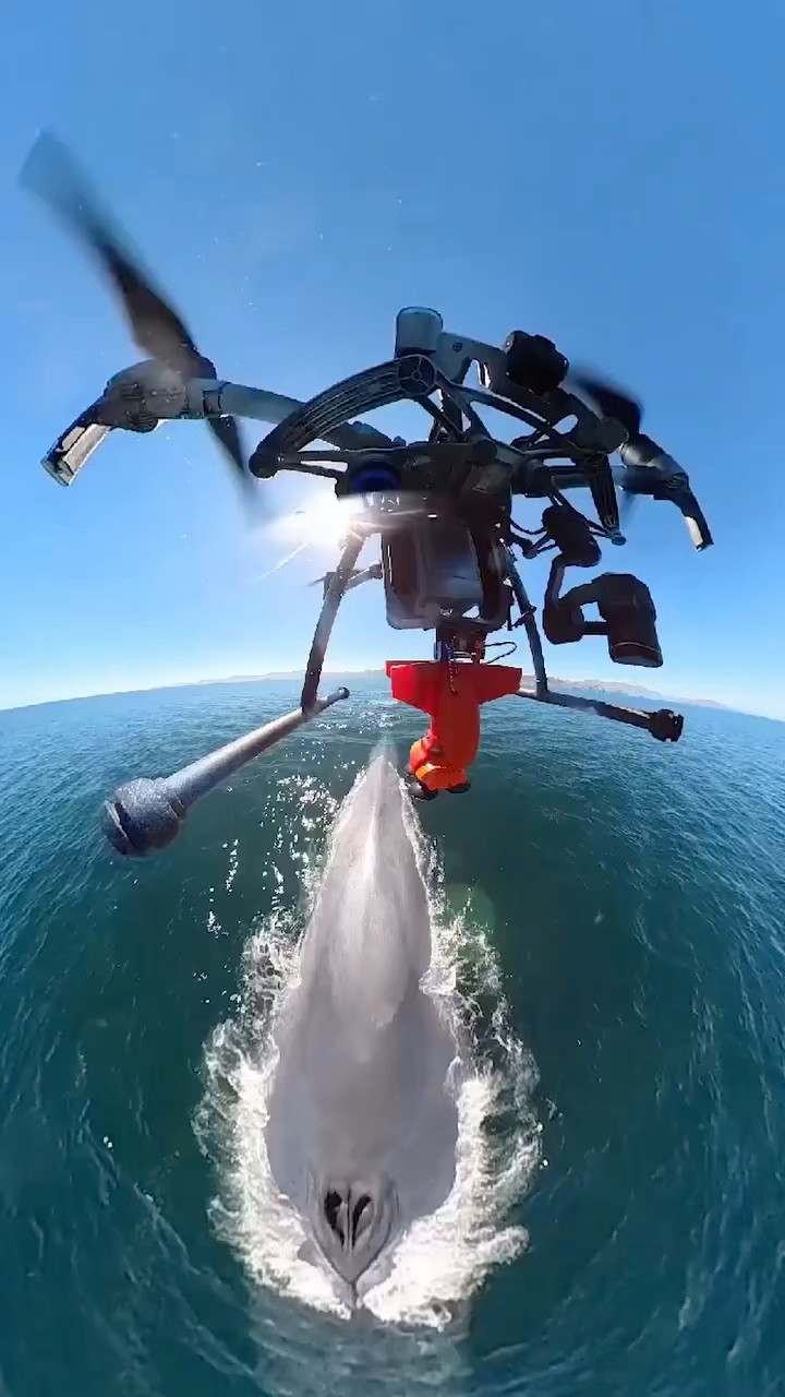 This is how scientists monitor the health of whales! ? Permit SGPA/DGVS/10022/21 #drone #tech #sea