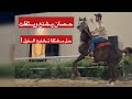 حصان يشنع وخطير كيف التعامل معه