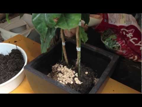 コーヒーの木の植え付け 水耕栽培編 Youtube