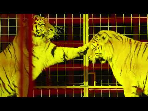 https://www.youtube.com/embed/uTwYcZIHT8Q?rel=0
