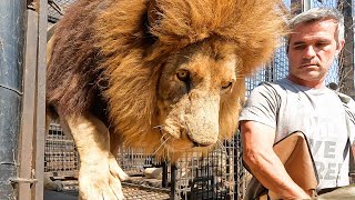 Can Kevin Richardson Juggle ALL These LIONS? | The Lion Whisperer