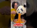 panda #chill #panda #animals #jungle