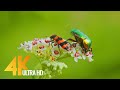 Amazing insects world  4k relaxation with various nature  insects sounds