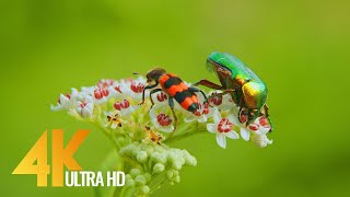 Amazing Insects World - 4K Relaxation Video with Various Nature & Insects Sounds