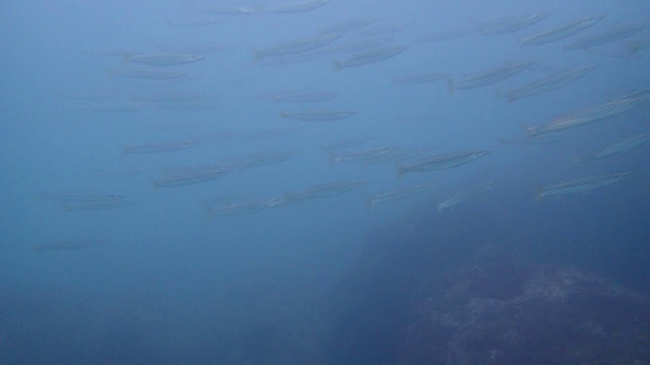 07152018 Encountering school of fish - Sidemount diver Phoebe