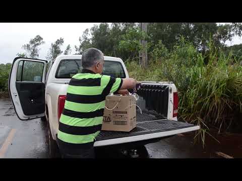 Gavião ferido é solto na natureza