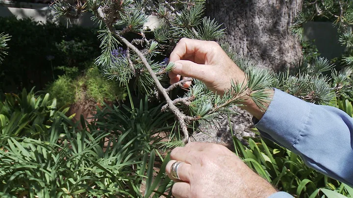 What Tree is That with Bill Spiewak - Deodar Cedar