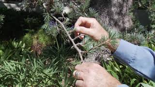 What Tree is That with Bill Spiewak - Deodar Cedar by SaveWaterSB 1,259 views 2 years ago 5 minutes, 10 seconds