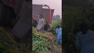 Maize 🌽 Silage machine
