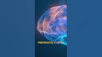 The Neuroscience of Procrastination 🧠
