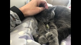 Cat purring sound from a Chartreux breed #shorts by Cats MeWow 330 views 3 years ago 16 seconds