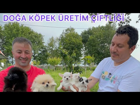 TÜRKİYE NİN EN GÜZEL KÖPEK TESİSLERİNDEN Bİ TANESİ İZMİT