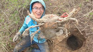 1年多没来私密地赶海，螃蟹大的出乎意料，1斤一只都算小的