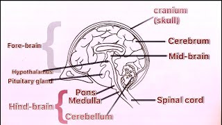 How to draw Human Brain diagram easy step by step || Human brain structure Biology Anatomy