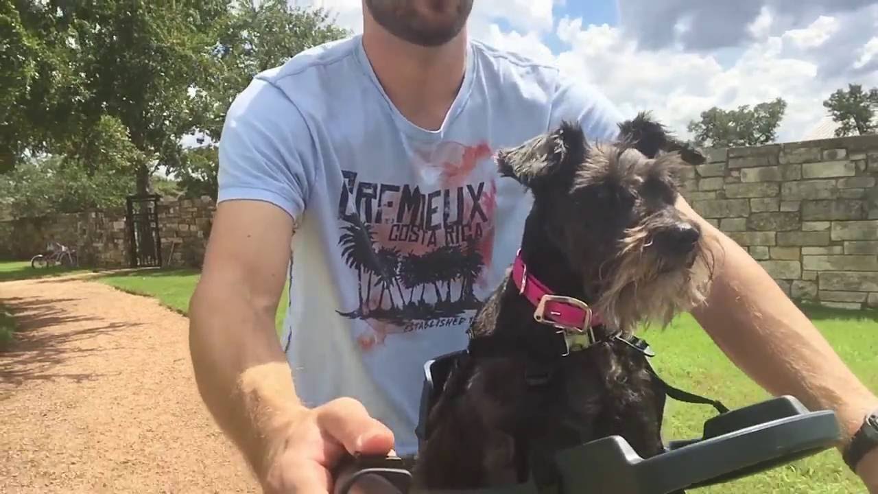 dog bike rack