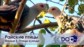 Райские птицы - Эпизод 3. Птицы и Люди - Документальный фильм