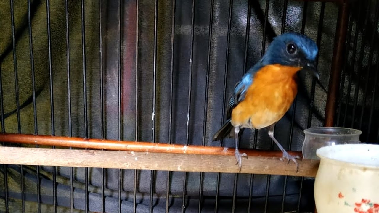 Suara Kicau Burung Tledekan Bakau Jantan Gacor Untuk Masteran Dan Pancingan Sulingan Sikatan Bahan Youtube