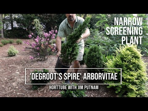 Video: Thuya Spiral: deskripsi, penanaman, dan aturan perawatan pohon
