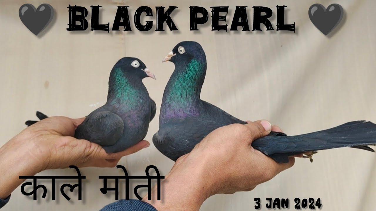 Black saharanpuri pair #kabootar #kabutar #birds #youtube video