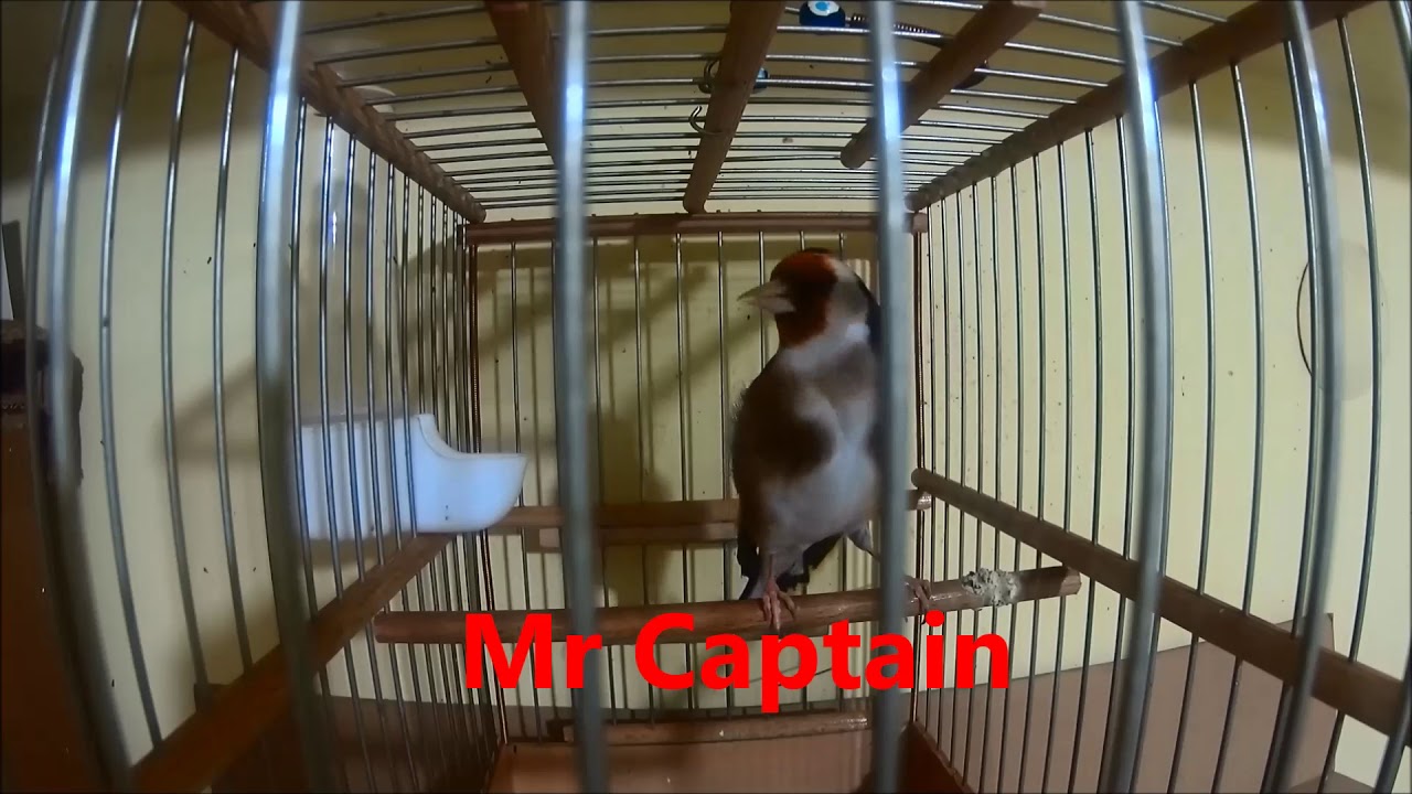 Saka kuşu 🎥 🐦🐦 #16