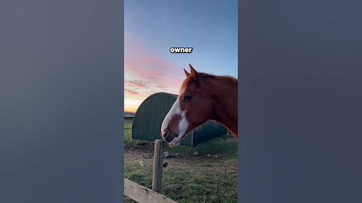 This horse really isn’t a fan of his owner