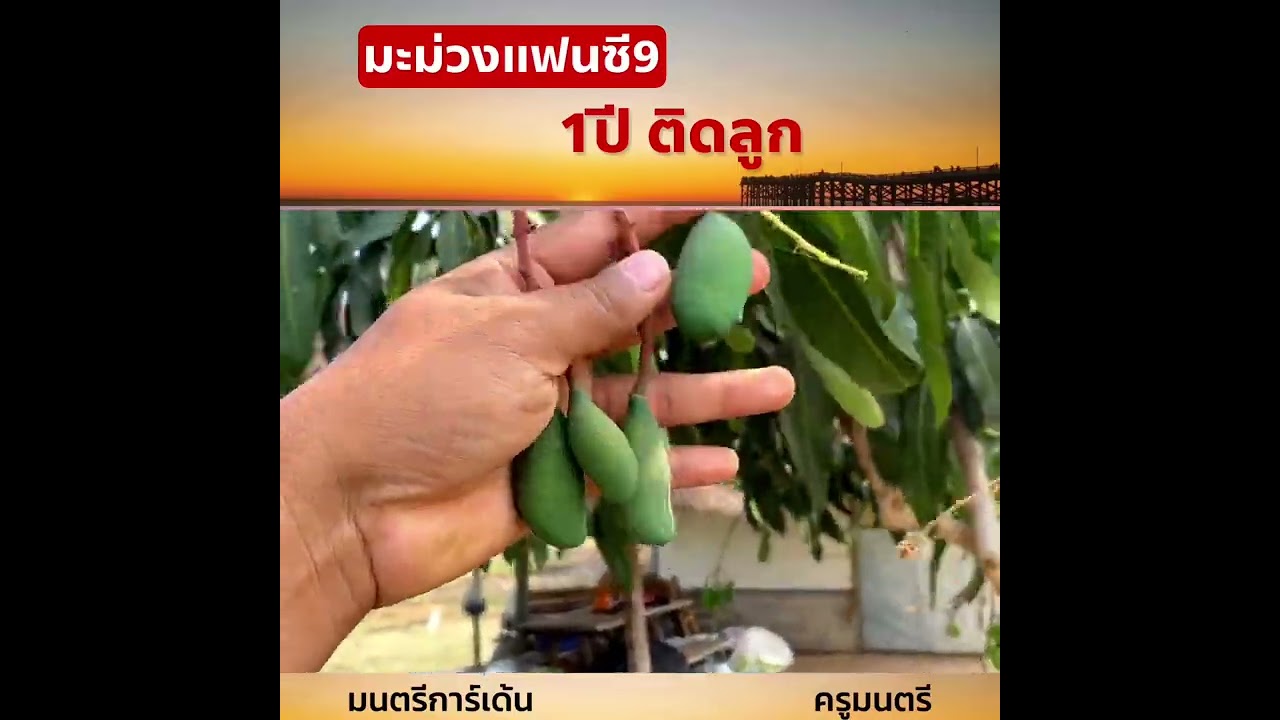 มะม่วงแฟนซี8
