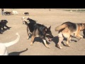 Dog Park romp with day care members