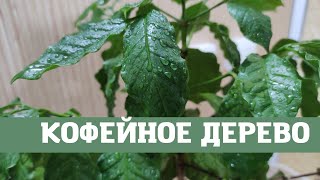 Кофейное дерево на подоконнике, уход