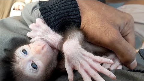Ambil bayi monyet ekor babi yang baru lahir untuk diselamatkan