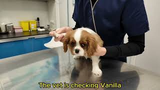 Vanilla, the Cavalier King Charles puppy. First vet visit adventure (she cries a little)
