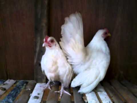 ayam kate putih gandaria 