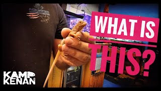 White Throat Monitor Lizards & a Mystery Iguana!