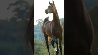 هيبة و جمال الخيل العربي الاصيل 4 حالات واتساب | رشاقة الخيل العربي الاصيل